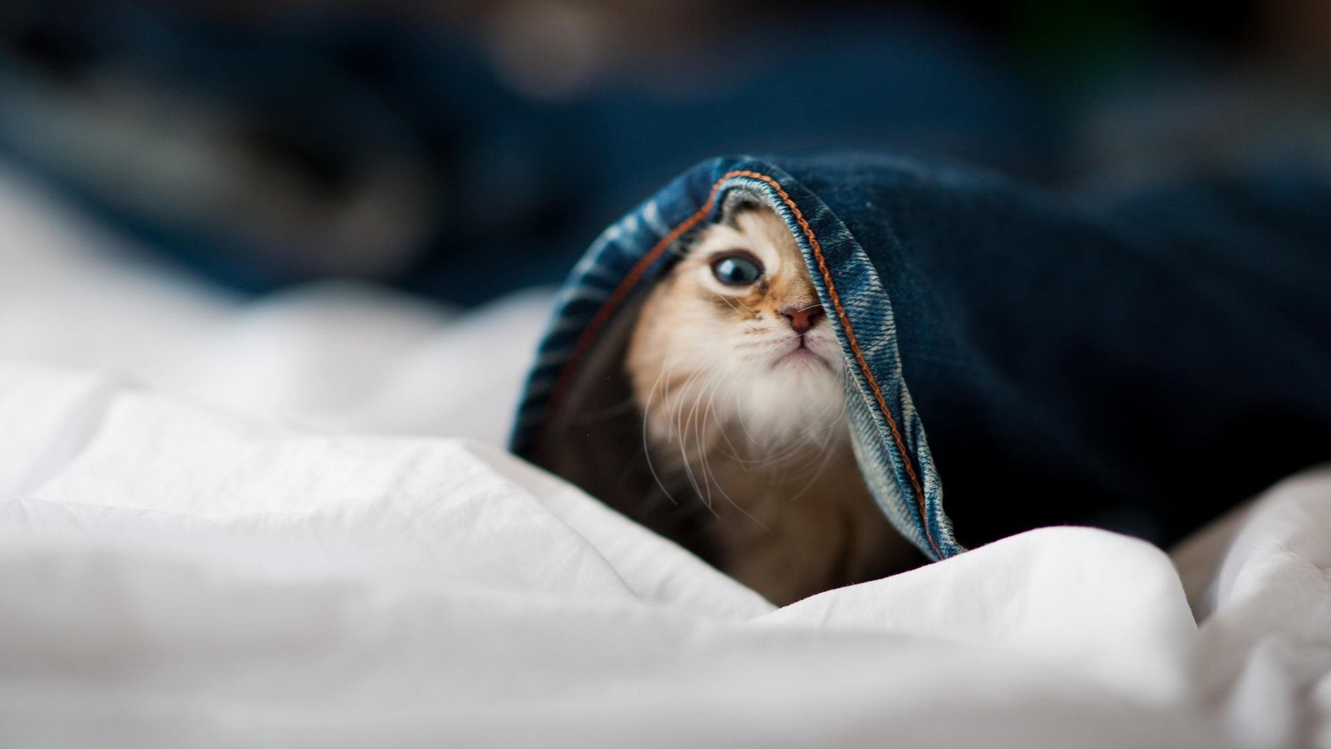 “冷门爆炸:黑马球队逆袭登顶的故事”,黑马系的小说