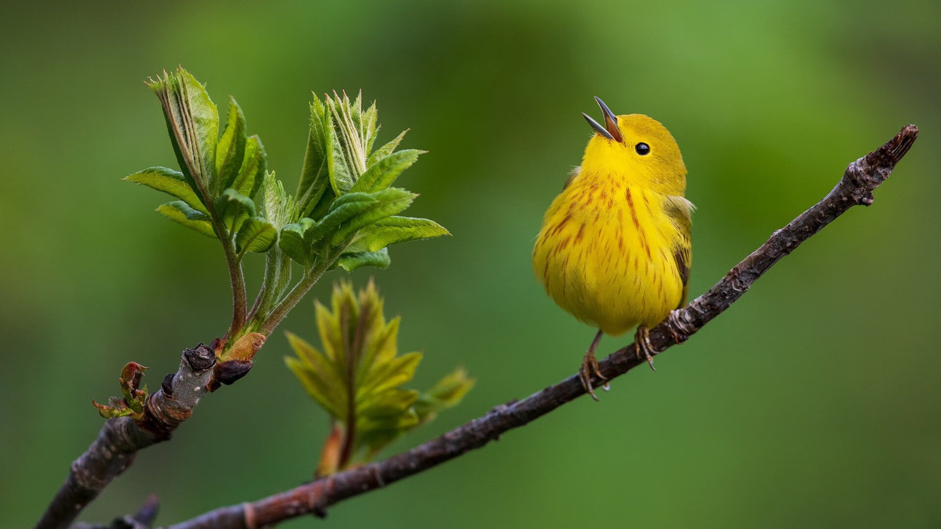 开云esports-【泰蒂斯续写辉煌】费城新星打出致胜关键安打