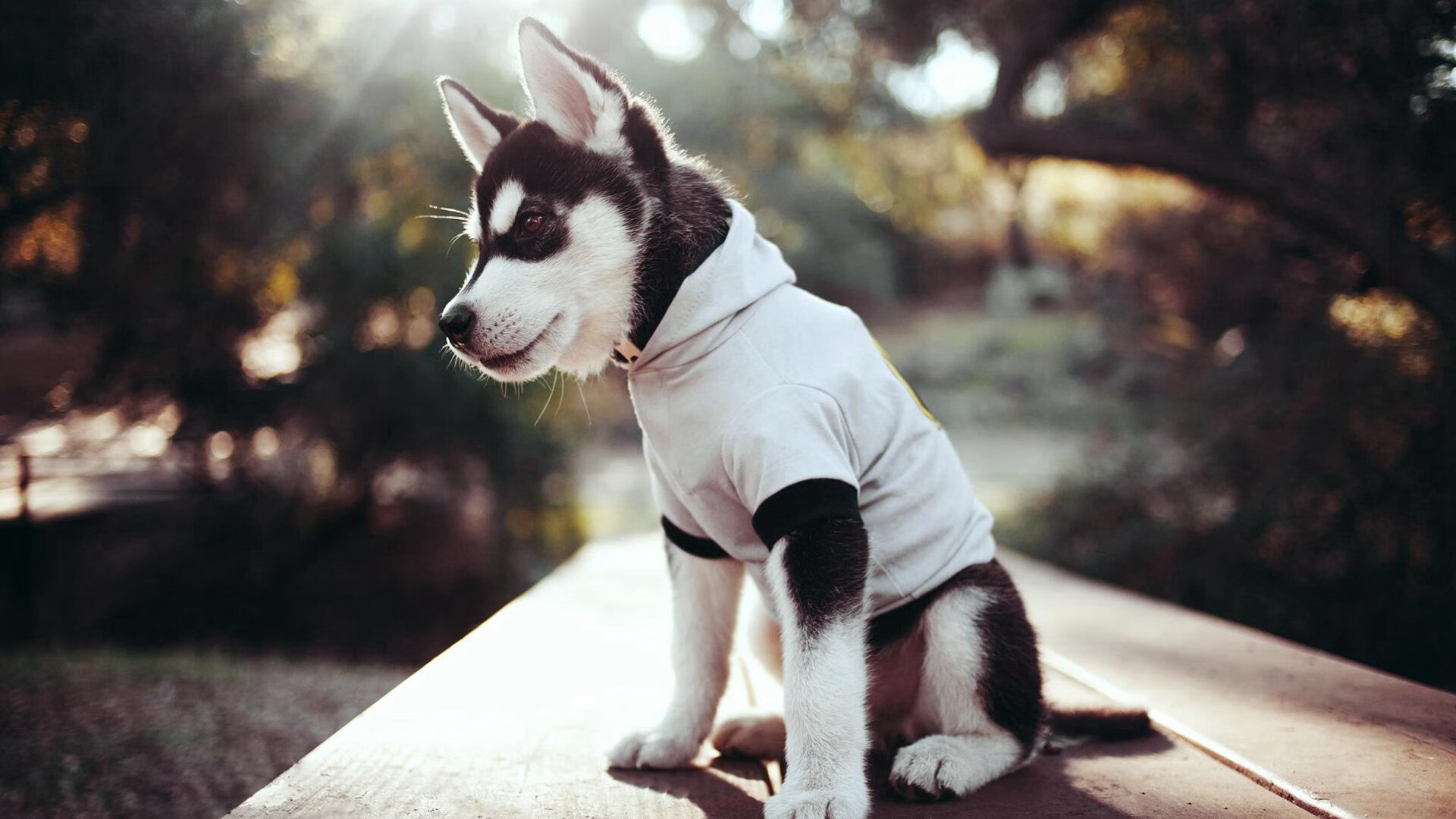 【训练干货】丁俊晖的心态调节与专注力训练技巧,丁俊晖思路