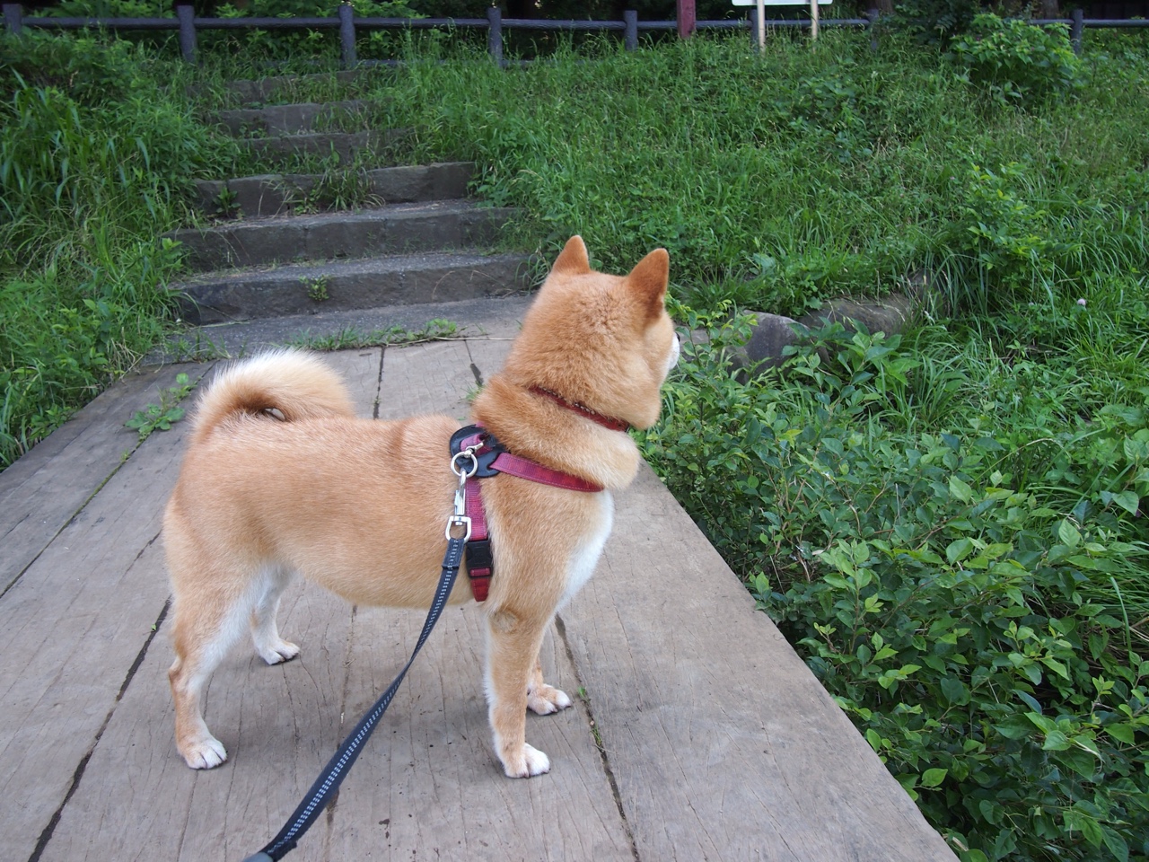 全国滑板优选赛，街头文化中的新宠儿，国内滑板赛事