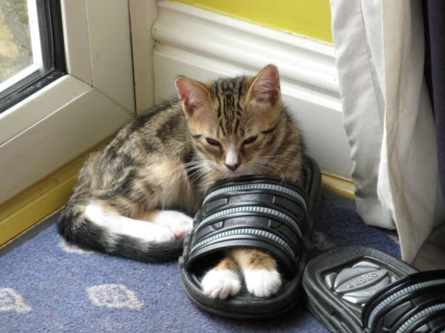 凯尔特人逆转快船!,2021.2.6凯尔特人vs快船