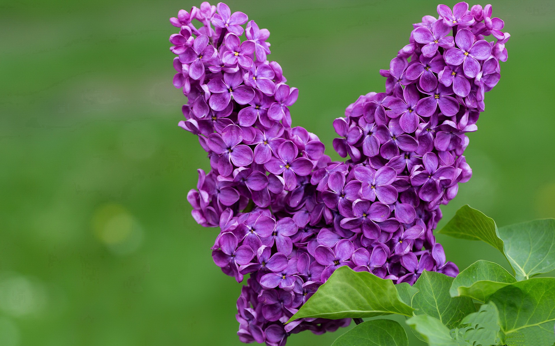 巴黎再签欧洲顶级中场,战力明显增强,巴黎公布欧冠大名单,梅西领衔新援在列